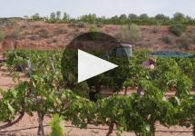 Perlat Perlat: A Pioneer in DO Montsant Winery Video