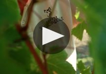 Sassoregale Winery Video