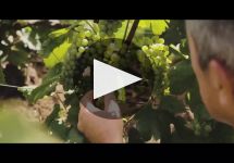 Lanson Winery Video