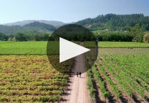 Quilt Winery Video