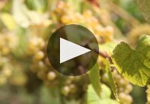 Bodegas Jorge Ordonez Malaga Winery Video