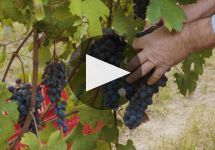 Damilano Damilano Winery Video