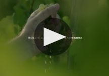 Marco Felluga Winery Video