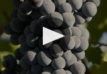 Clos du Val An Overview of Clos du Val Winery Video