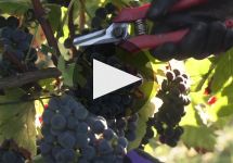 Chateau Martinet Winery Video