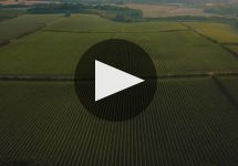 Chapel Down  Winery Video
