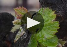 Chimney Rock Winery Chimney Rock Winery Winery Video