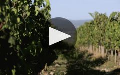 Mazzei Winery Video