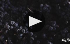 Nino Negri Winery Video