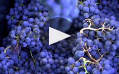 Pertinace Winery Video