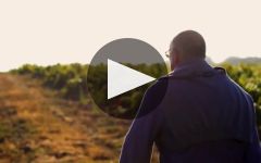 Chereau Carre Chereau Carre Winery Video