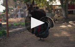 Hoopes Vineyard HOOPES Winery Video