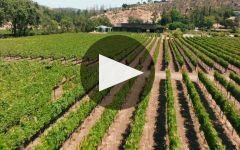 Titus Vineyards Winery Video