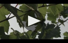 Tenuta Polvaro Winery Video