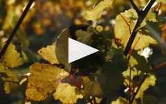 Coates and Seely  Winery Video
