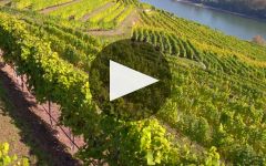 Domane Wachau Domane Wachau Winery Video