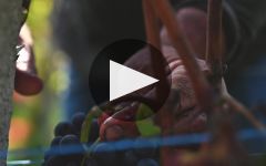 G.D. Vajra Winery Video