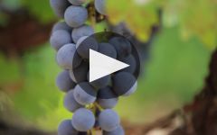 TOR TOR Wines: 50 Years, 25 Vintages Winery Video