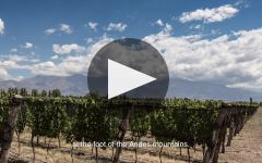 Bodegas Caro Winery Video