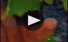 Gurrieri Winery Video