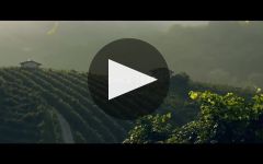Mionetto Winery Video