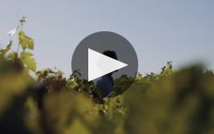 Chateau La Fleur Saint-Bonnet  Winery Video