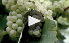 Hennessy Winery Video