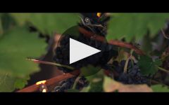 Bodegas Lan Winery Video