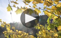 Nals Margreid Nals Margreid Winery Video
