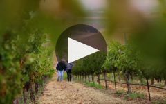 Wente Vineyards Family Owned and Certified Sustainable Winery Video