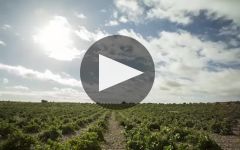 Numanthia Winery Video