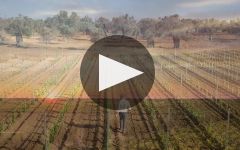 Castello Monaci Winery Video