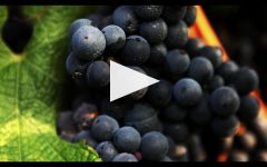 Chateau Bel-Air Eiffel Chateau Bel-Air Eiffel Winery Video