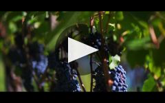 Chateau Lascombes Château Lascombes Winery Video
