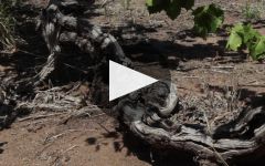 Hewitson Winery Video