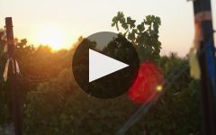 The Walls  Winery Video