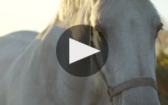 Chateau Croix de Labrie Winery Video