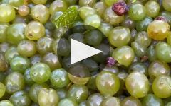 Aichenberg Aichenberg Winery Video
