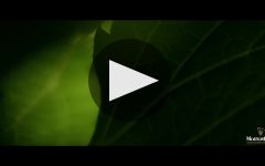 Mouton Cadet Winery Video