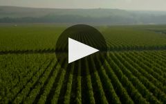 Billecart-Salmon Winery Video