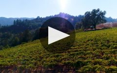 Seghesio Family Vineyards  Winery Video