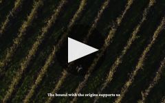 Berlucchi Winery Video