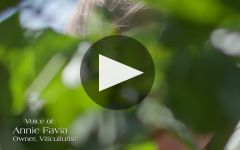 Favia Erickson Winegrowers Winery Video