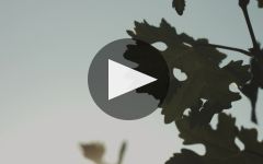 Newton Vineyard Winery Video