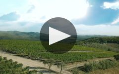 Frescobaldi Winery Video
