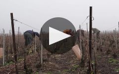 Champagne Tribaut-Schloesser Winery Video
