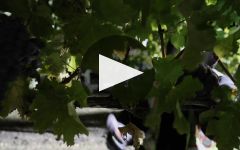 Amici Winery Video