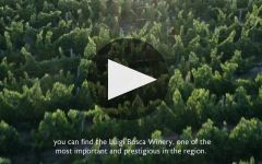Luigi Bosca Winery Video