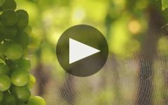 Castello Banfi Winery Video