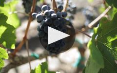 Quilceda Creek  Winery Video